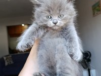 British shorthair yavrularımız