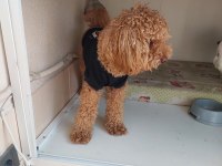 11 Aylık Erkek Poodle