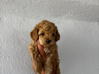 Ruhsatlı köpek çifliğinden maltipoo yavrular