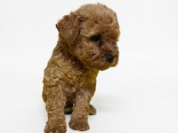 Mükemmel toy poodle yavrular