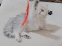 British longhair Dişi yavrumuz