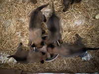 Belçika Malinois safkan