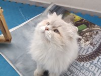 EŞLEME/SAHİPLENME, ORİJİNAL, SAF IRK BİR BABA KEDİMİZ