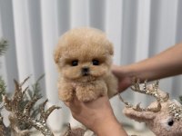Kore Kan Maltipoo Bebeklerim