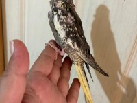 40 GÜNLÜK EL BESLEME BEBEK SULTAN PAPAĞANI