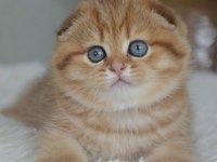 Portakal rengi ny24 scottish fold