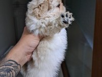 Pekinez köpeğimizi sahiplendirme
