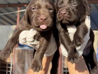 Labrador redriever sevimli yavrular