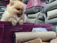 Üst düzey pomeranian boo bebekler