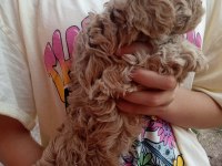 POODLE GİBİ SEVİMLİ MALTIPOO BEBEKLERİMİZ