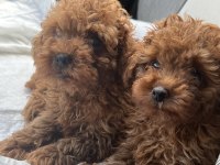 Toy poodle yavrular