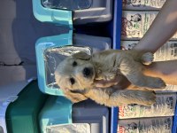 Erkek dişi golden retriever yeni yuvasını bekliyor