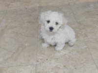 Pamuk gibi çok tatlı ev köpeği