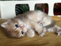 ŞOV KALİTE REZERVEYE MÜSAİT FLAXEN GOLDEN KEDİMİZ
