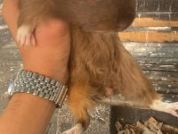 Guinea Pig Yavrudur Alışkındır