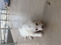 Maltipoo yavru 40 günlük