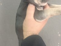A Kalite French Bulldog Yavrular