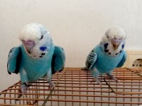Jumbo çift yavrulu muhabbet kuşu