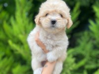 Her Renk Maltipoo Yavrumuzu Canlı Görebilirsiniz