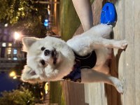 1 yaşında dişi pomeranian boo