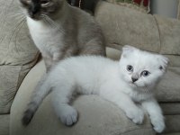 Scottish fold blue point