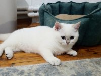 British shorthair golden point erkek