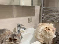ERKEK CHİNCHİLLA KEDİSİ