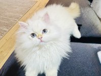 Saf kanlı british longhair yavru kedimiz