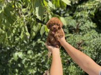 Üst Kalite Poodle Bebekler