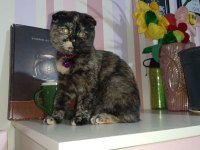Scottish fold Kedimizi sahiplendiriyoruz