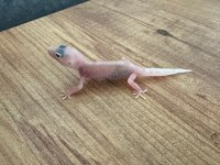 Evil Crested ve Leopard Geckolar