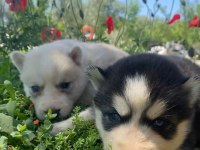 Anne Altından yeni sütten kesilmiş safkan huskyler