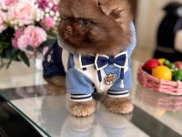 ÇİKOLATA TAM AYICIK POMERANİAN BOO