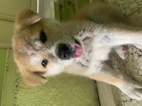 Akita inu köpeğim