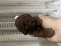 Red brown toy poodle