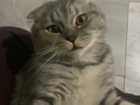Scottish Fold Kedimizi Çiftleştirmek