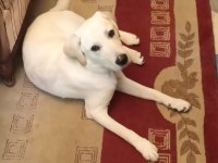 Safkan Labrador