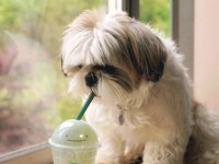 Shih tzu prenses sindi