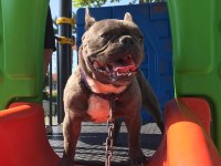 1,5 yaşında french bulldog