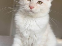 Türkiyenin her iline teslim XXL maine coonlar