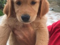 2,5 aylık golden retriever kızımız yeni ailesini arıyor