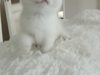 Scottish fold disi