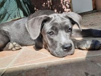 A ŞECERELİ CANE CORSO ŞAMPİYONLAR SOYUNDAN SON YAVRU