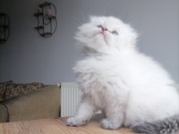 Scottish fold Miniklerim yeni yuvalarına gitmeye hazırlar
