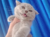 SCOTTİSH VE BRİTİSH SHORTHAİR BEBİŞLER UYGUNA!