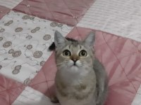 Black golden british shorthair fıstık
