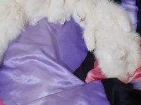 Safkan iran kedisi yavrusu