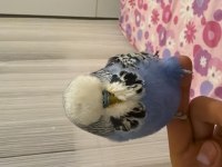 Çift muhabbet kuşu yuvalık ve 2 kafes ile verilecektir