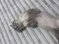 Kedimiz scottish fold 11 aylık