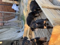 DOBERMAN YAVRULARIMIZ